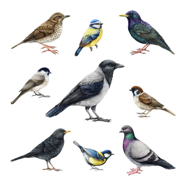 City bird watercolor illustration set. Hand drawn crow, sparrow, pigeon, blackbird, thrush outdoors park wildlife animals. Realistic common city birds detailed illustration set. White background.