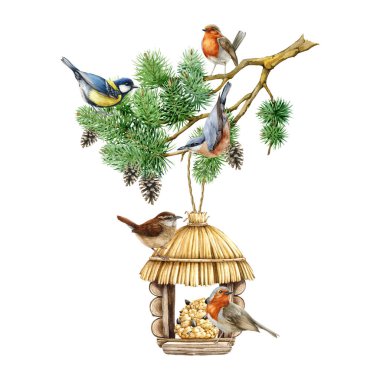 Backyard birds on the feeder. Watercolor illustration. Hand drawn robin, wren, nuthatch, chickadee having food. Bird feeder in the pine branch. Wildlife park, garden nature scene illustration. clipart