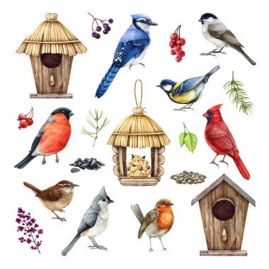 Backyard birds, birdhouse, feeder, natural elements illustration set. Hand drawn common garden birds. Realistic detailed blue jay, red cardinal, wren, bullfinch, chickadee, berries and seeds set. clipart