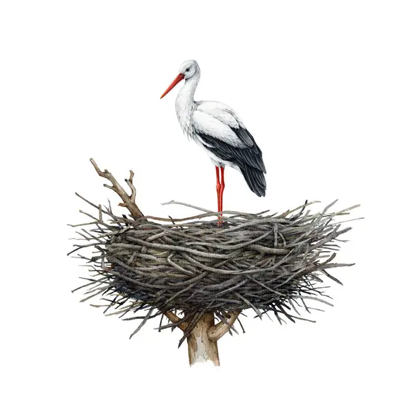 巣に立っている鳥 水彩イラスト 巣に現実的な細かいホワイトストークを手描きしました ネスティングバードのイラスト 野生生物の自然シーン ホワイトバック — ストック写真