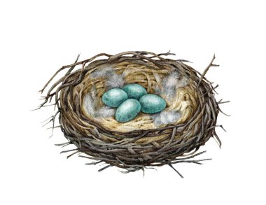 Mavi yumurtalı kuş yuvası. Suluboya çizimi. Elle çizilmiş gerçekçi ayrıntılı yuva çubuklardan, kuru otlardan, tüylerden yapılmış. Robin, karga, şarkı ardıç kuşu tatlı orman habitatı elementi. Beyaz arkaplan.