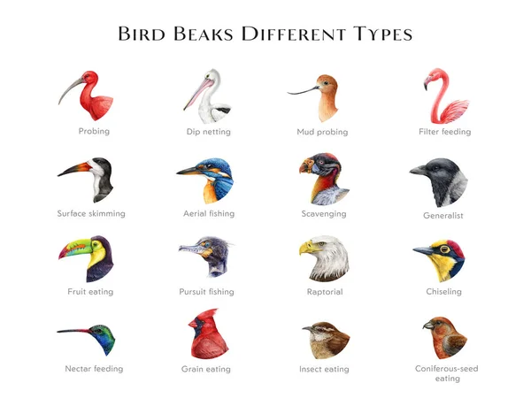 鸟嘴不同类型的插图集 手绘各种鸟类喙图 按喂食类型分类 美丽的鸟 有不同的帐单 色彩斑斓的大桌 供自然学习 — 图库照片