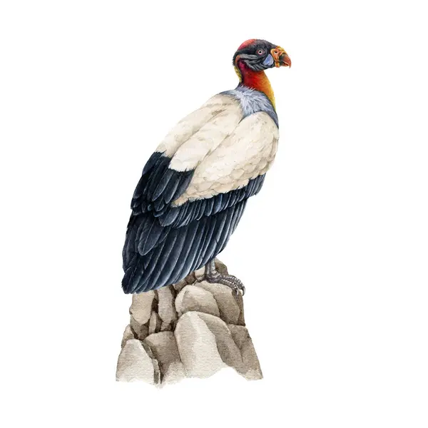 King Vulture Rocks Illustration Bird Prey Watercolor Image Hand Drawn — Stock Photo, Image