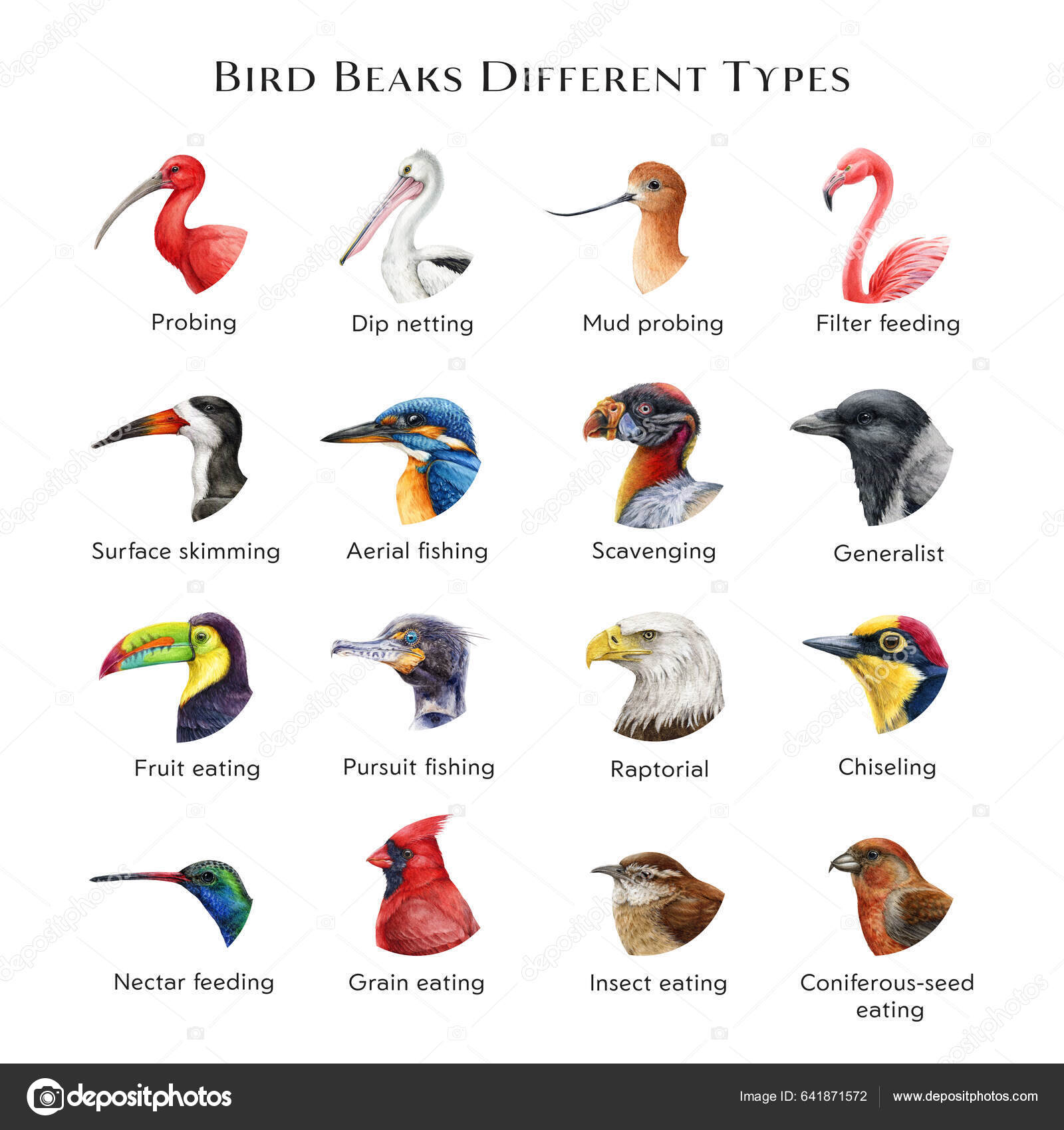 Bird Beaks Different Types Illustration Set Hand Drawn Various Bird ...