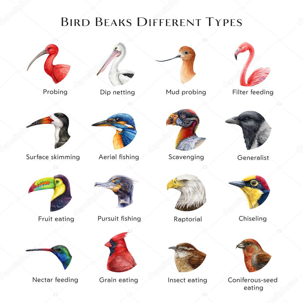 Picos de aves diferentes tipos de ilustración conjunto. Dibujado a mano