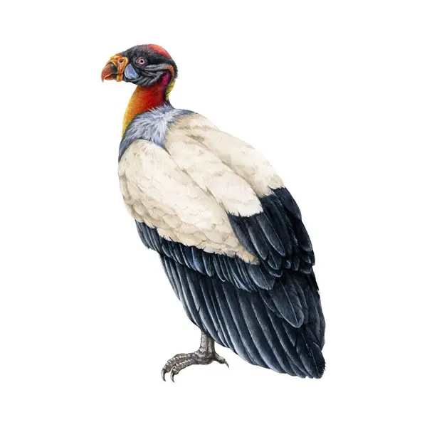 King Vulture Illustration Bird Prey Watercolor Image Hand Drawn Realistic — Stock Photo, Image