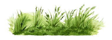 Yeşil yemyeşil ot arka plan elementi. Suluboya çizimi. Doğal yeşil çimenler, bitkiler, yabani otlar manzarası. Çayır, tarla, park, bahçe, doğal manzara. Beyaz arkaplan.