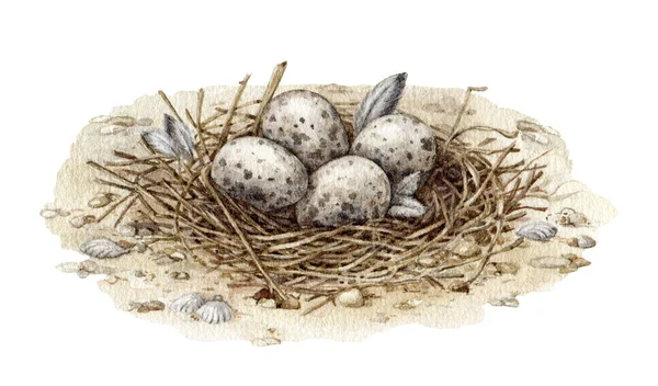 海岸沿いの鳥の巣には 発見された卵が付いています 水彩イラスト 手描きの現実的な自然の野生生物の要素 砂地のビーチバードの巣は 発見された卵が横たわっています ホワイトバック — ストック写真