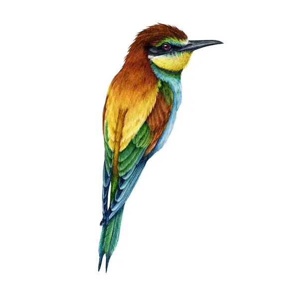 Illustrazione Acquerello Degli Uccelli Mangiatori Api Disegnato Mano Brillante Fauna — Foto Stock