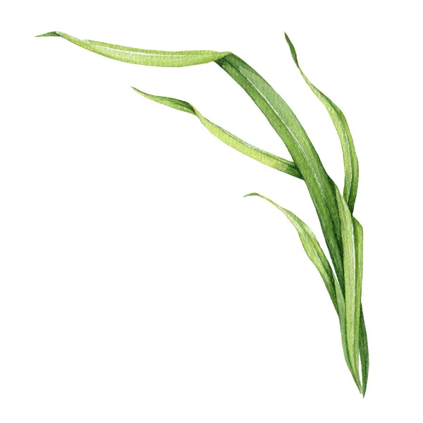 Groen Gras Aquarel Gedetailleerde Illustratie Met Hand Getekend Realistisch Botanisch — Stockfoto