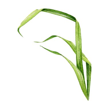 Yeşil çimen bitkisi. Suluboya detaylı illüstrasyon. El yapımı gerçekçi botanik yaprağı, taze yeşil çimen. Taze yemyeşil bitki kökü elementi. Beyaz arkaplan.