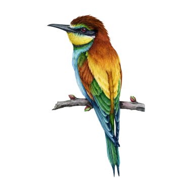 Bee-eater bird on a tree branch. Watercolor illustration. Hand drawn bright wildlife Europe avian. European bee-eater single element on white background. Beautiful bright colored birdie. clipart