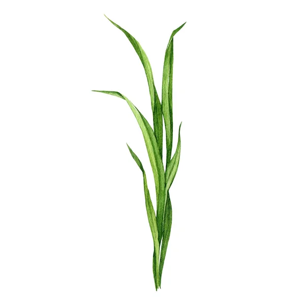 绿草植被元素 水彩画的详细说明 手绘现实的绿草植物叶片 新鲜的草本植物茎 室外植被 — 图库照片