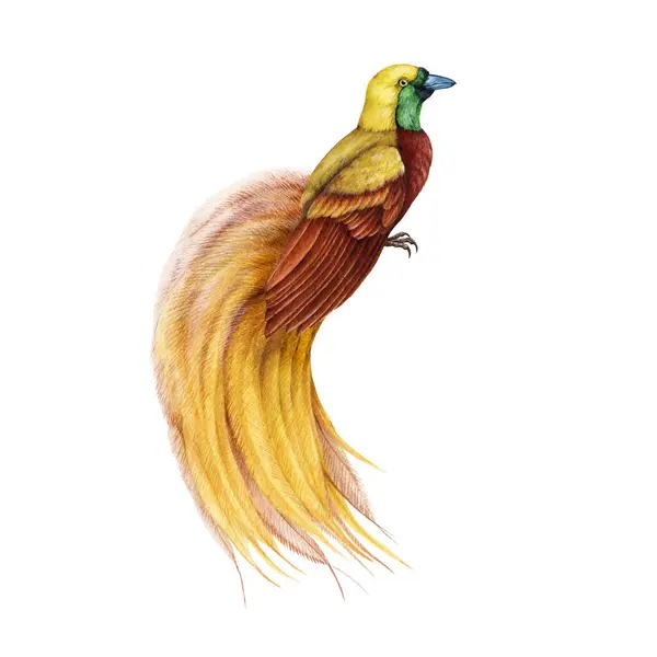 パラダイスウォーターカラーイラストのより大きな鳥 ハンドは明るい羽を持つ美しいエキゾチックな熱帯鳥を描きました 美しい尾のイメージを持つパラダイス鳥 野生生物 ジャングル — ストック写真