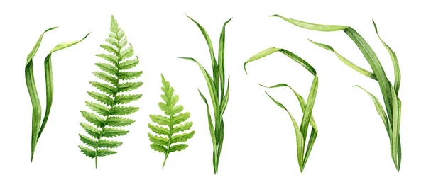Zelená Tráva Kapradí Listy Bylina Rostliny Akvarel Ilustrační Set Různé — Stock fotografie