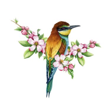 Yumuşak çiçekli parlak bir kuş. Suluboya çizimi. Çiçek süslemeli bir ağaç dalında el yapımı arı yiyici. Elma ağacı çiçekli güzel kuş çiçek dekoru.