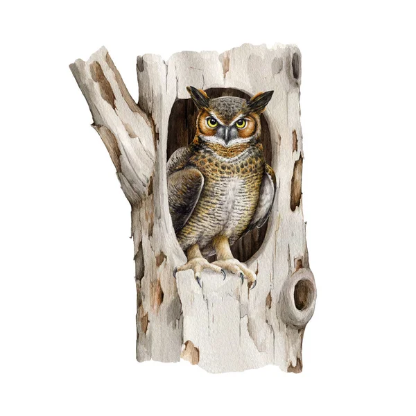 Owl Siting Hollow Tree Watercolor Illustration Virgin Eagle Owl Hides — Stock Photo, Image