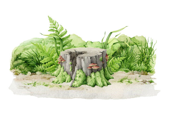 Пень с зеленой травой, папоротником, дикими брюками и травами. Акварель. Дерево ствол с грибами на нем зеленый мох, трава, папоротник вокруг. Лес с пнем, элемент пейзажа парка.