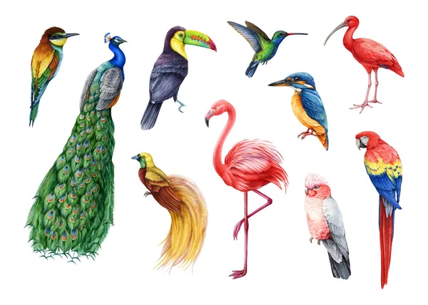 Conjunto Ilustrações Aves Tropicais Pavão Desenhado Mão Beija Flor Pescador — Fotografia de Stock