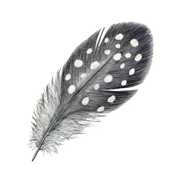 Grey Spotted Bird Feather Watercolor Illustration Hand Drawn Realistic Bird — Stock Photo, Image