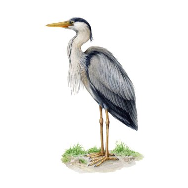 Balıkçıl yerde suluboya çizimi yapıyor. Ardea herodias avian single image. El çizimi gerçekçi büyük mavi balıkçıl görüntüsü. Vahşi yaşam gölü, nehir suyu doğal yaşam alanı kuşu. Beyaz arkaplan