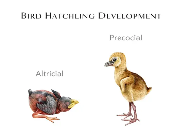 Bird Hatchling Tavolo Studio Sviluppo Illustrazione Disegnata Mano Acquerello Differenza — Foto Stock