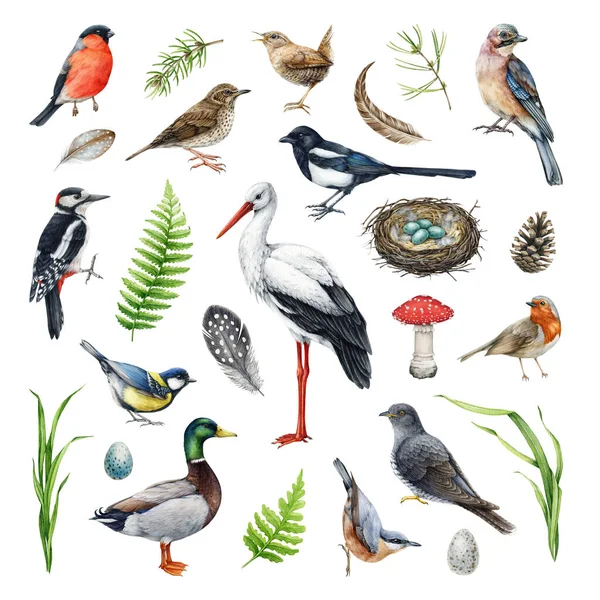 森の鳥 自然の要素 水彩セット さまざまなヨーロッパの鳥のコレクションを手描きしました ストーク ウッドペッカー アヒル フェルン キュウリ ナッツハッチイメージ — ストック写真