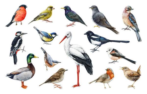 Forest birds watercolor set. Hand drawn various european native bird collection. Stork, woodpecker, wren, duck, bullfinch, cuckoo, nuthatch realistic illustration. Different bird species image set. 