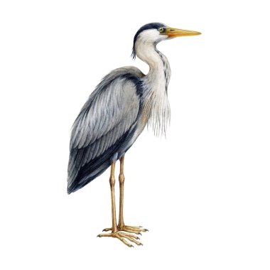 Heron kuşu suluboya çizimi. Ardea herodias avian single image. El çizimi gerçekçi büyük mavi balıkçıl görüntüsü. Vahşi yaşam gölü, nehir suyu doğal yaşam alanı kuşu. Beyaz arkaplan.