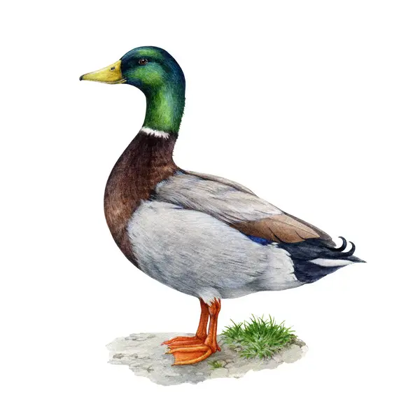 Kachní Pták Stojí Zemi Ilustrace Akvarelů Ručně Kreslené Realistické Vodní — Stock fotografie