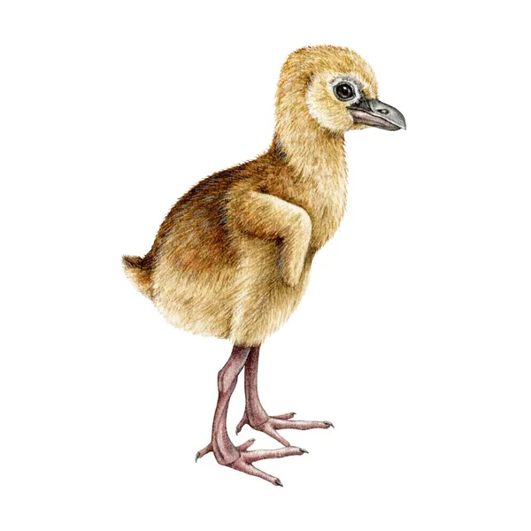 Crane Pintainho Aquarela Ilustração Imagem Incubação Aves Recém Nascidas Desenhada — Fotografia de Stock
