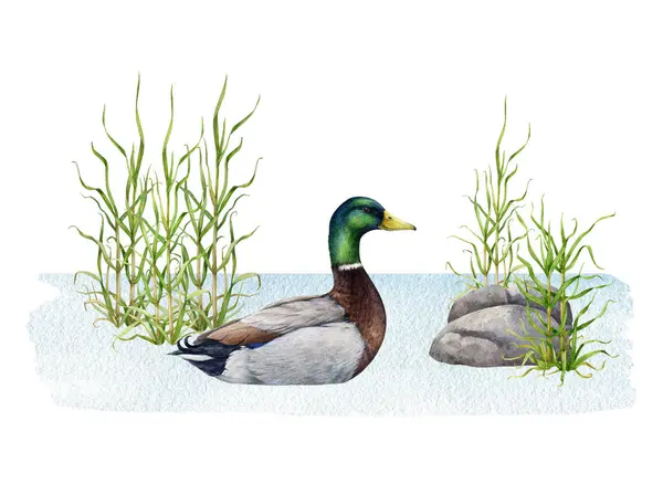 Mallard duck hiding in the water grass. Watercolor illustration. Hand drawn duck male swimming in the water with grass. Wildlife nature scene. Waterfowl bird in natural landscape image.