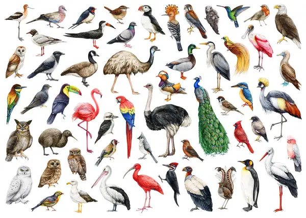 Vogel Aquarell Illustration Große Menge Handgezeichnete Verschiedene Vögel Sammlung Die — Stockfoto