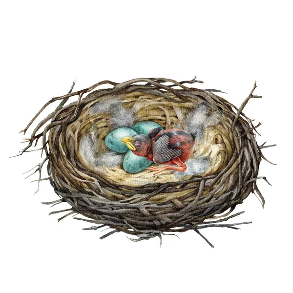 中に生まれた赤ん坊のひよこと卵が入った鳥の巣 水彩イラスト 手描きの居心地の良い鳥の巣は 卵を産み 無力な盲目の巣を作っています 野生生物の自然エレメント ホワイトバック — ストック写真