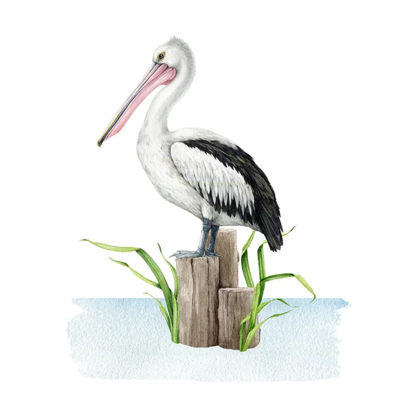 Pelican Bird Standing Wooden Bollard Watercolor Illustration Hand Drawn Wildlife — Stock Photo, Image