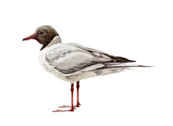 海鸥水彩画 手绘黑头海鸥鸟 水鸟在白色背景下被隔离 野生海鸟 — 图库照片