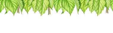 Yeşil huş yaprağı dikişsiz sınır. Suluboya çizimi. Birch botanik illüstrasyon bırakıyor. Yeşil yemyeşil bitki örtüsü sınırsız. Dekoratif unsur. Beyaz arkaplan.