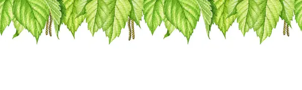 Зеленый Березовый Лист Бесшовная Граница Акварель Береза Оставляет Ботаническую Иллюстрацию — стоковое фото