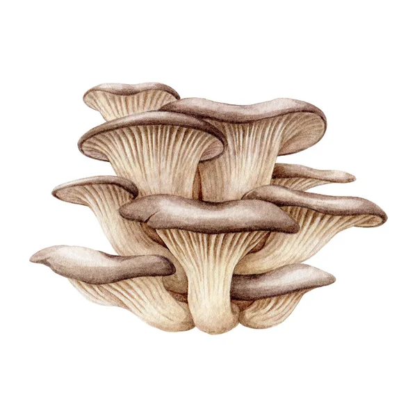 Grappolo Funghi Ostrica Illustrazione Acquerello Elemento Funghi Pleurotus Ostreatus Dipinto — Foto Stock
