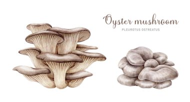 İstiridye mantarı seti. Suluboya çizimi. Elle boyanmış Pleurotus ostreatus mantar element koleksiyonu. İstiridye taze mantarlar elle çizilmiş. Organik doğal vejetaryen besin maddesi..
