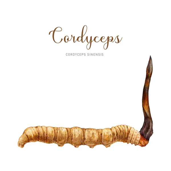 Cordyceps Sinensis Fungus Suluboya Çizimi Yapımı Tıbbi Mantar Resmi Tırtıl — Stok fotoğraf