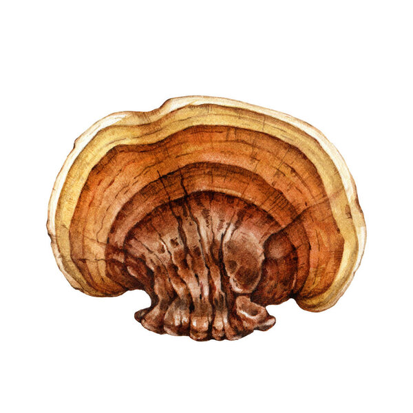 Reishi mushroom watercolor illustration. Hand drawn ganoderma linghzhi fungi. Painted medicinal mushroom whole element. Reishi natural healing treatment element on white background.