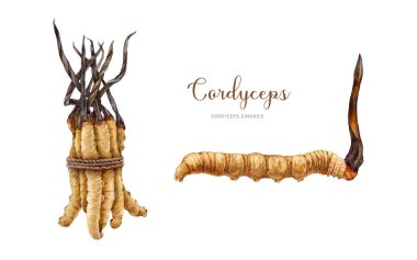 Cordyceps sinensis fungus watercolor illustration set. Hand drawn medicinal mushroom image. Cordyceps on a caterpillar body. Natural organic treatment element. Medical mushroom bunch with a rope. clipart