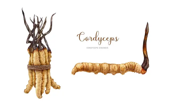 Cordyceps Sinensis Houba Akvarel Ilustrační Set Ručně Kreslené Medicínské Houby — Stock fotografie