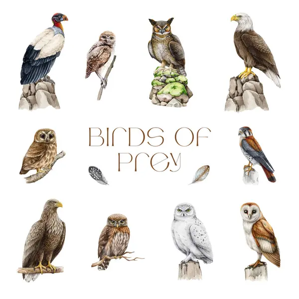 水彩画イラストセットの鳥たち 手描きの鳥コレクション オウル ハゲワシ ケストレル 詳細な現実的なイメージ さまざまな野生のハンターの鳥がセットされています ホワイトバック — ストック写真