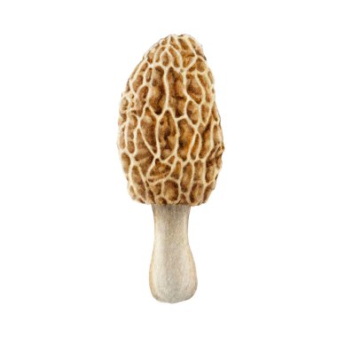 Morel mantarı suluboya çizimi. El yapımı morchella mantarı elementi. Lezzetli bir mantar. Morel, tek tip vintage illüstrasyonu kapat. Beyaz arkaplanda izole.