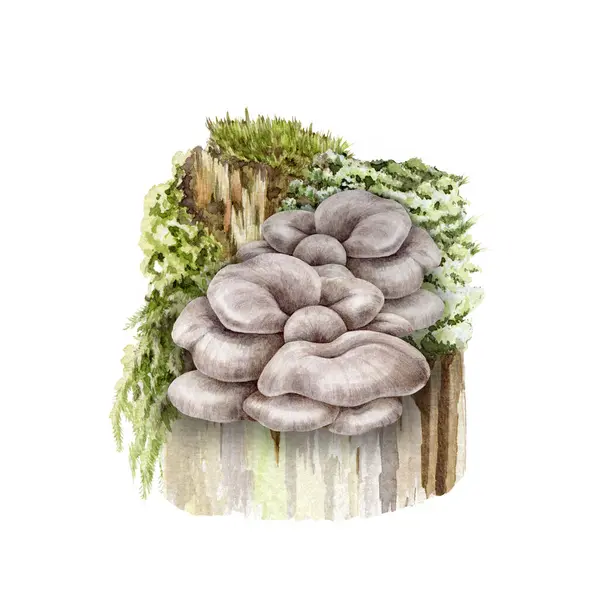 Austernpilzbüschel Auf Einem Bemoosten Baumstumpf Aquarell Illustration Handbemalte Pleurotus Ostreatus — Stockfoto