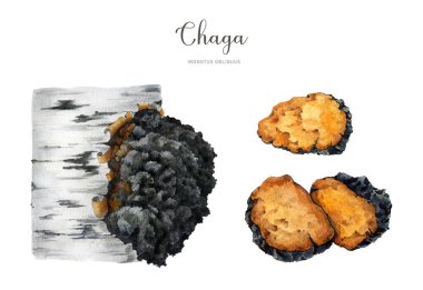 Chaga mantarlı el boyası suluboya seti. Inonotus oblikus medikal mantar elementi. Ağacın üzerinde büyüyen Chaga mantarı elementleri parçalar. Organik doğal tedavi. Beyaz arkaplan. 