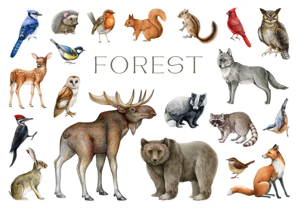 Conjunto Animales Aves Forestales Ilustración Pintada Acuarela Colección Vida Silvestre —  Fotos de Stock