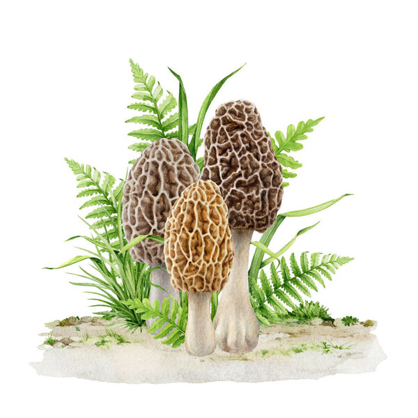 Morel mushroom group in the grass. Watercolor illustration. Hand drawn morchella fungus natural element. Tasty edible mushroom growing in the green grass. Morel vintage style image. White background.